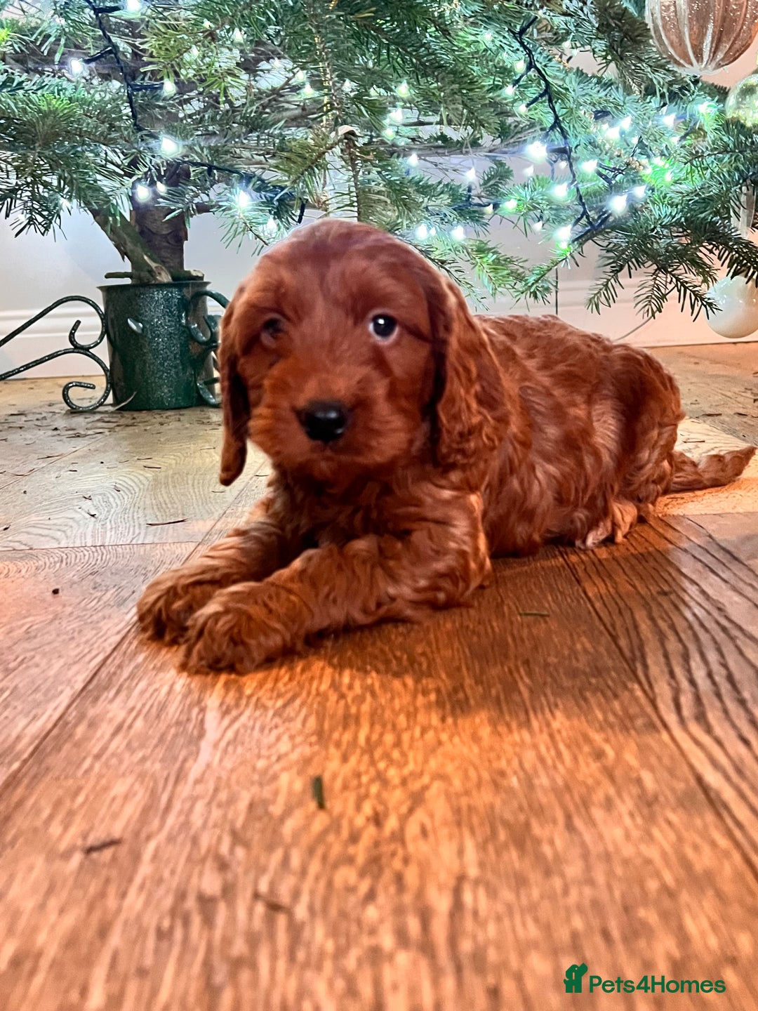 Cockapoo dogs for sale: Adorable cockapoo puppies ready 23.12.25   - Advert 1