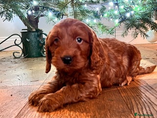 Cockapoo dogs Adorable cockapoo puppies ready 23.12.25 - Advert 4