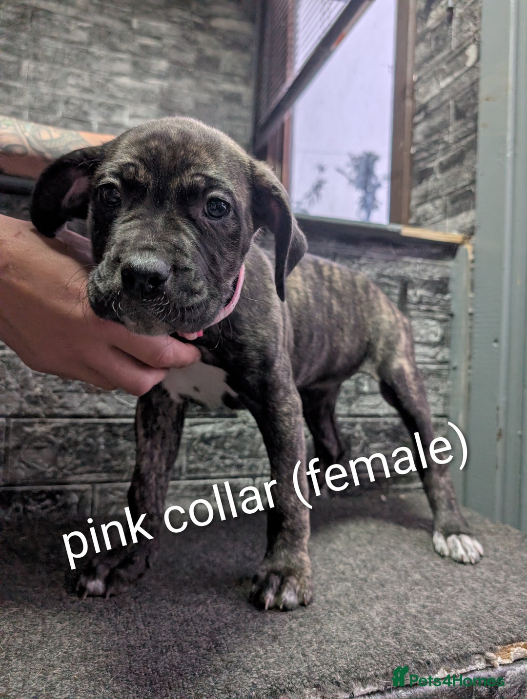 Cane Corso dogs for sale: Cane corso puppies  - Advert 39