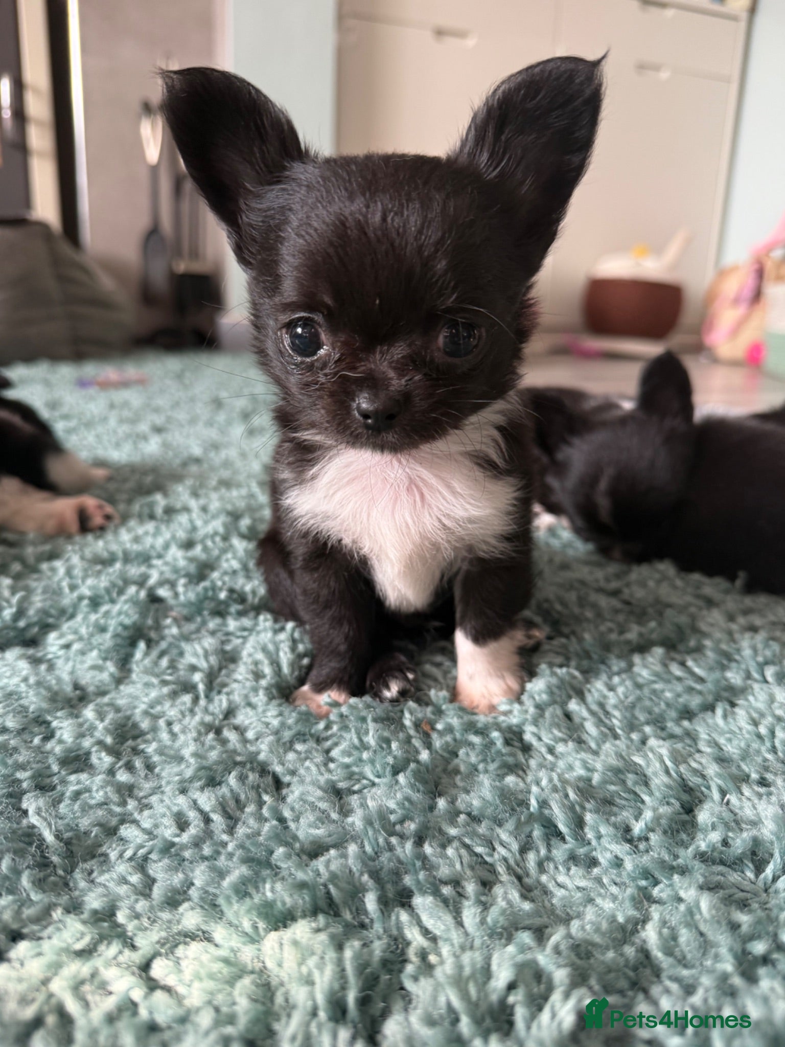 Chihuahua dogs READY NOW - Stunning litter of 4 l/c chihuahuas  - Advert 1