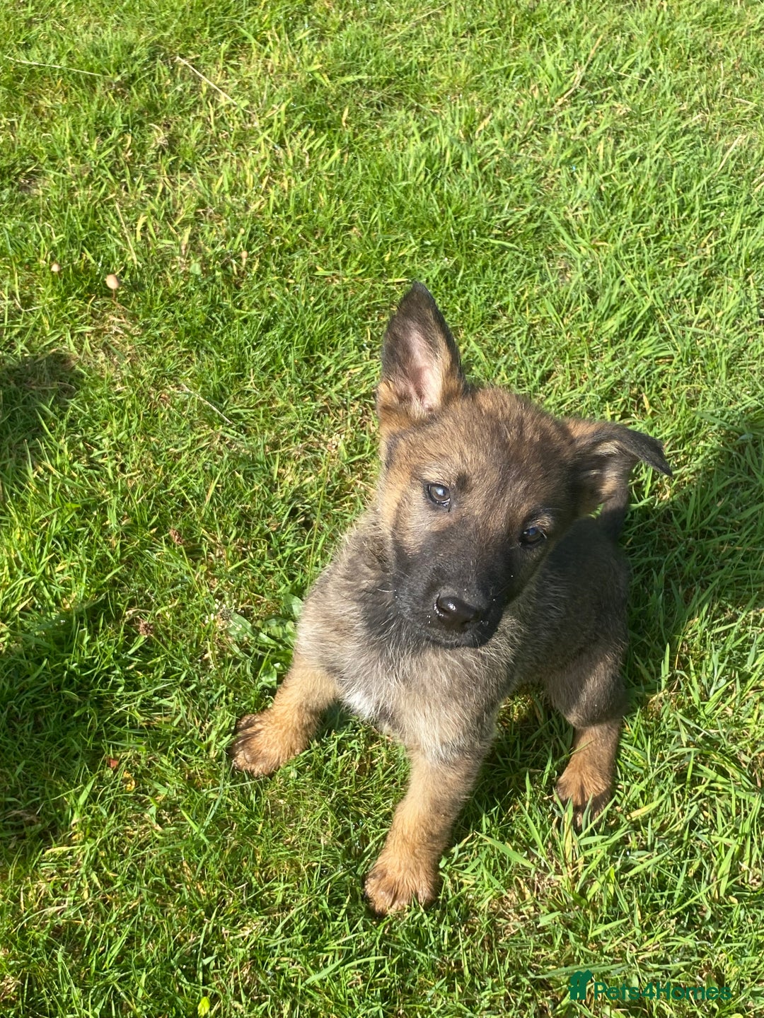 German Shepherd dogs for sale: German shepherd  - Image 5