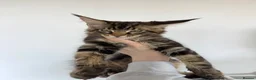 Maine Coon cats for sale: 3 Beautiful Russian import kittens TICA  - Advert 6