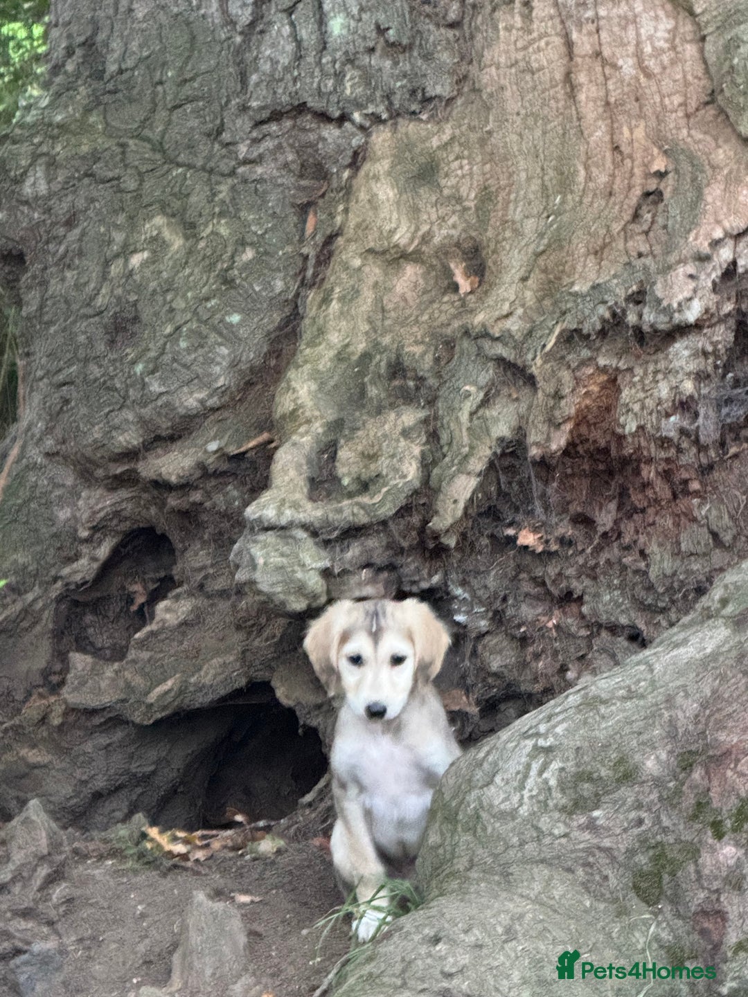 Saluki dogs for sale: Lovely Saluki Puppies - Image 9