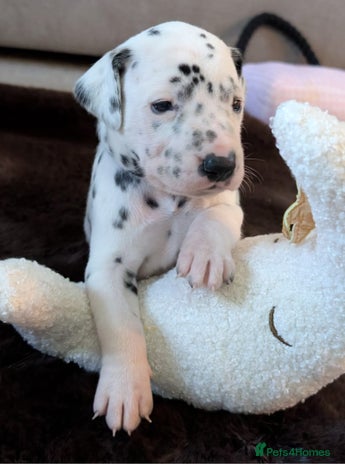 Dalmatian dogs - Advert 1