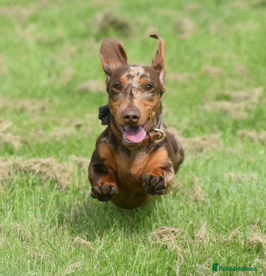 Miniature Dachshund dogs for stud: SLICE - Super Chocolate Dapple Miniature Stud in Dalry - Advert 32