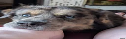 Mixed Breed dogs for stud: FOR STUD ONLY - Advert 1