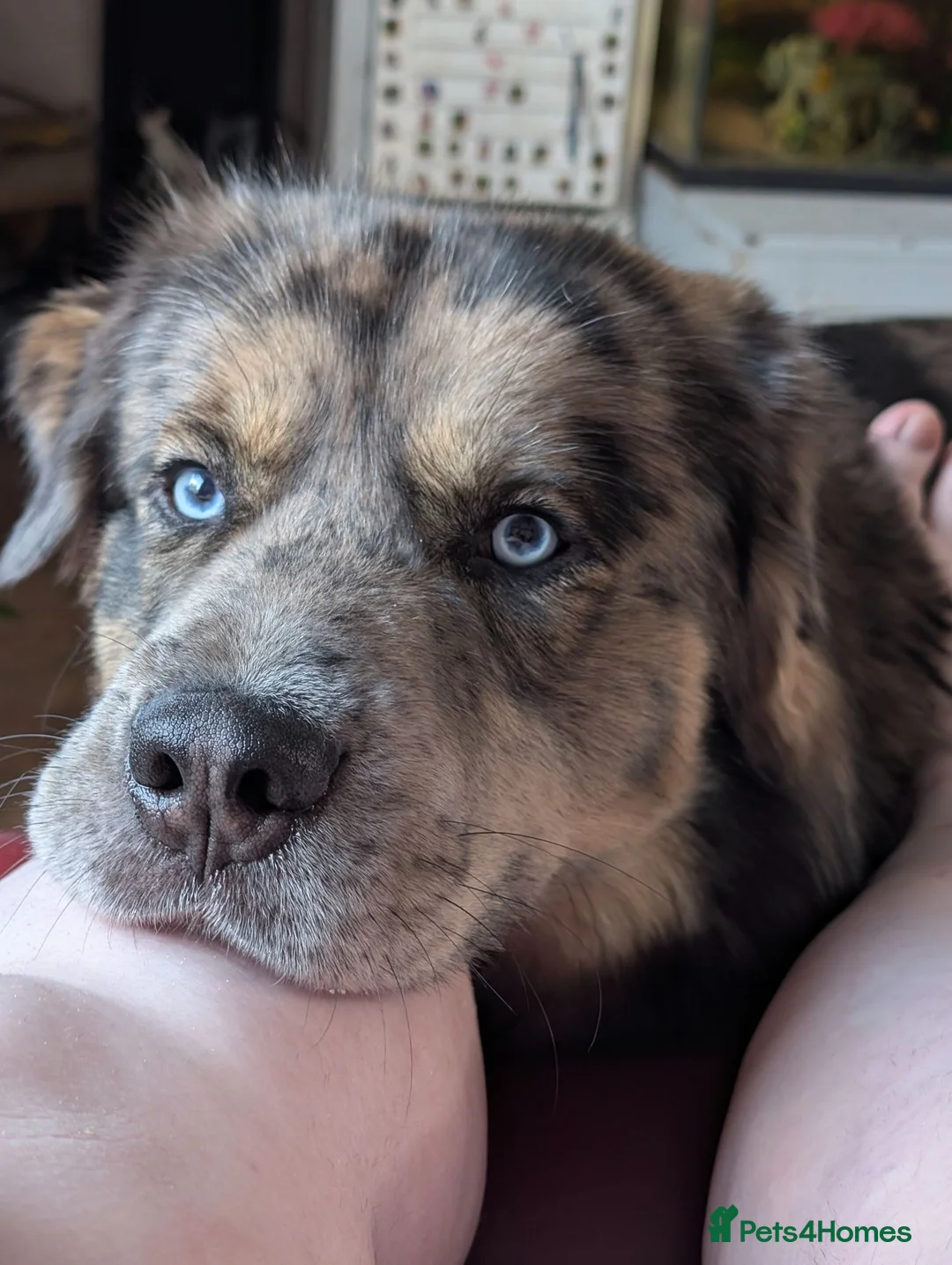 Mixed Breed dogs for stud: FOR STUD ONLY - Advert 1
