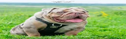 English Bulldog dogs for stud: Lilac and tan Merle carrying curly  - Advert 4