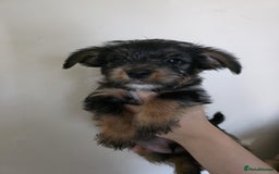 Mixed Breed dogs for sale: 💞 Beautiful Yorkie Russel Puppies 💞 - Image 24