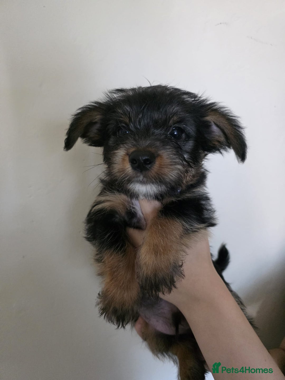 Mixed Breed dogs for sale: 💞 Beautiful Yorkie Russel Puppies 💞 - Image 24