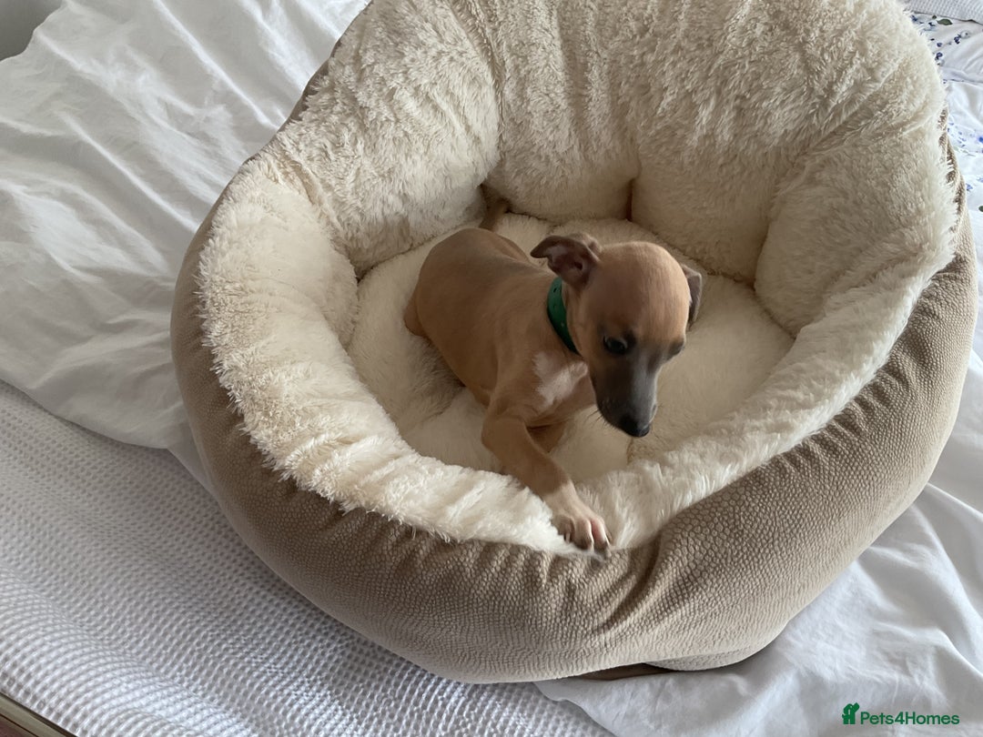 Italian Greyhound dogs for sale:  Beautiful Italian greyhound puppies  - Image 18