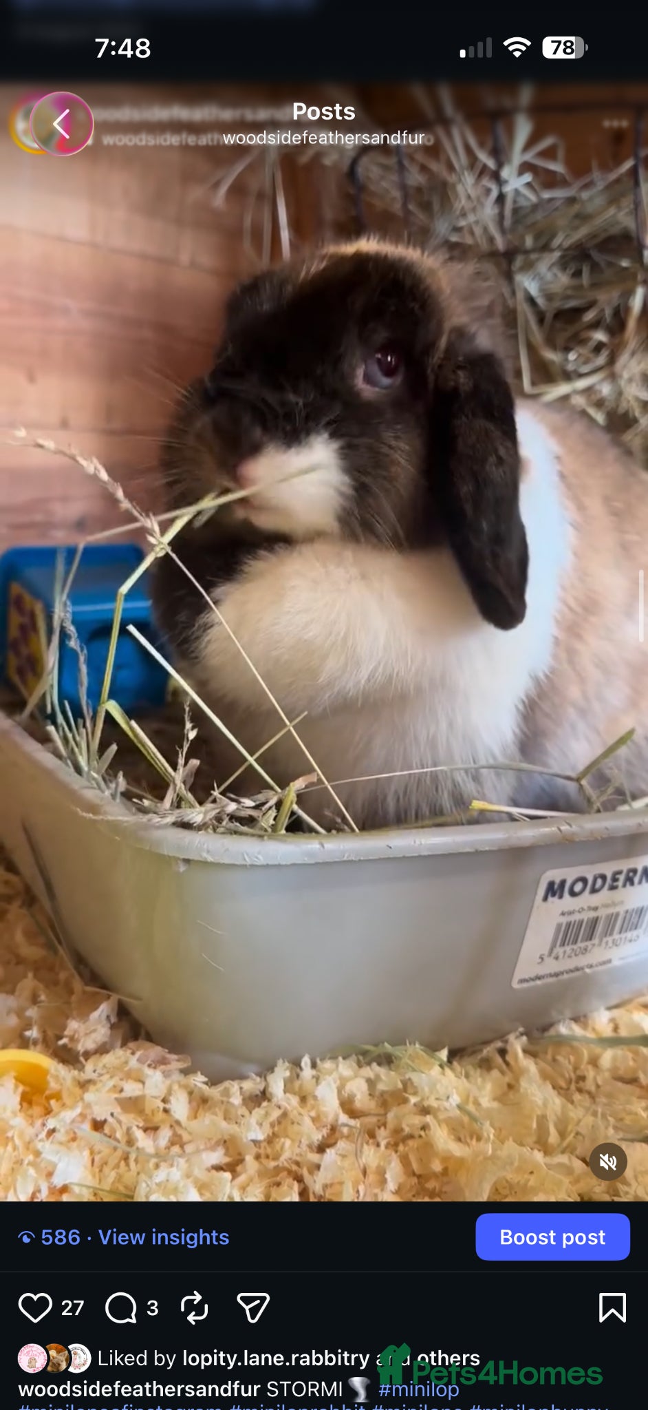 Mini Lop rabbits for sale: Mini lops looking for new homes  - Advert 3