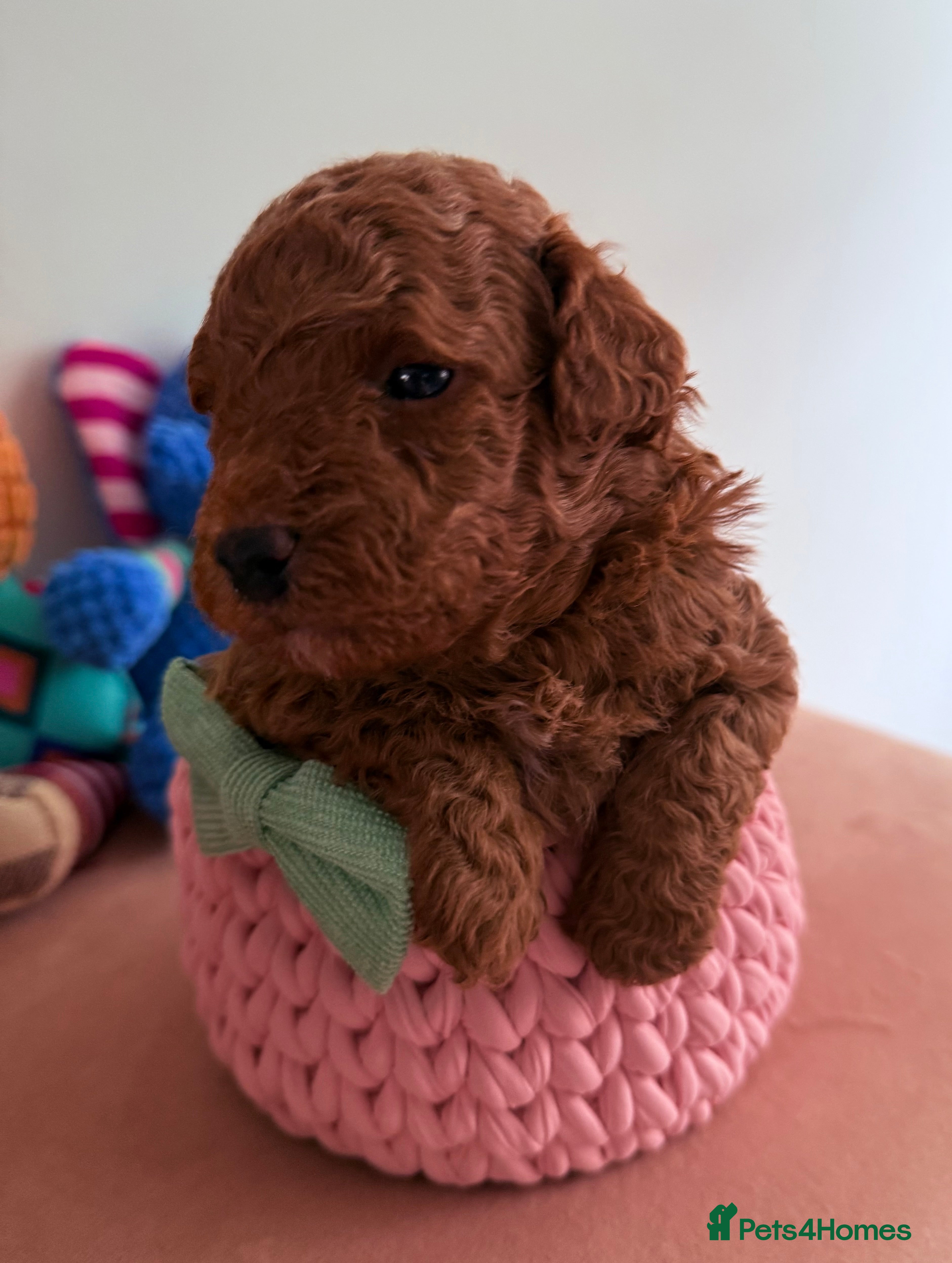 Maltipoo dogs Red mini maltipoo F1b puppies 😍💙💓 - Advert 12