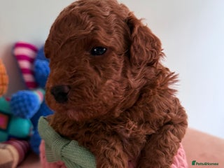 Maltipoo dogs Red mini maltipoo F1b puppies 😍💙💓 - Advert 12