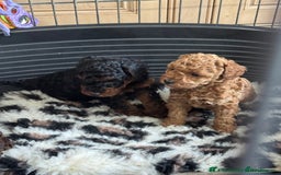Toy Poodle dogs for stud: PHANTOM TOY POODLE AVAILABLE AT STUD in Grays - Image 26