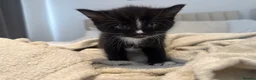 Turkish Angora cats for sale: 1 REMAINING Beautiful TurkishAngora Cross Kittens  - Advert 34