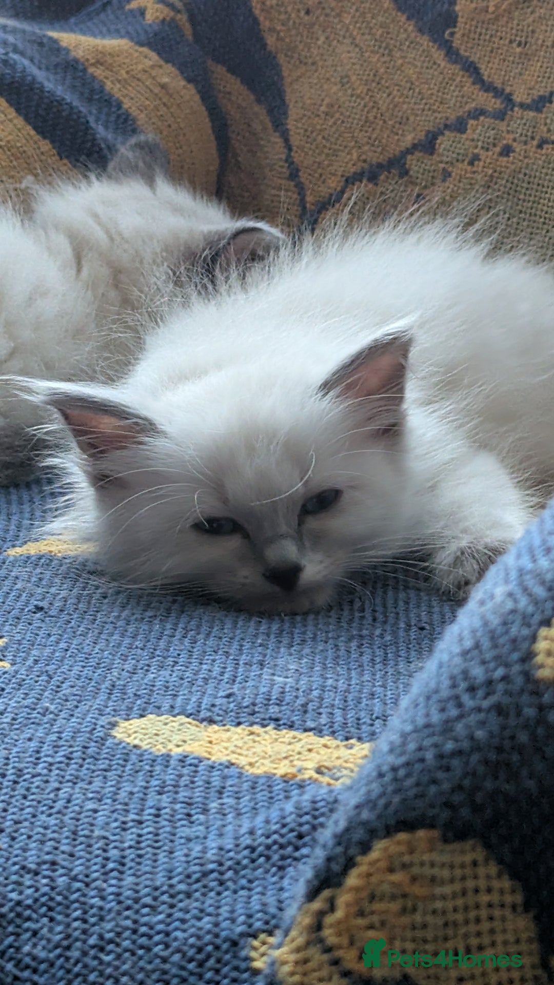 Ragdoll cats for sale: 🧁Sweet ragdolls - Image 20
