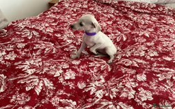Italian Greyhound dogs for sale: Gorgeous Italian greyhound puppies  - Image 29