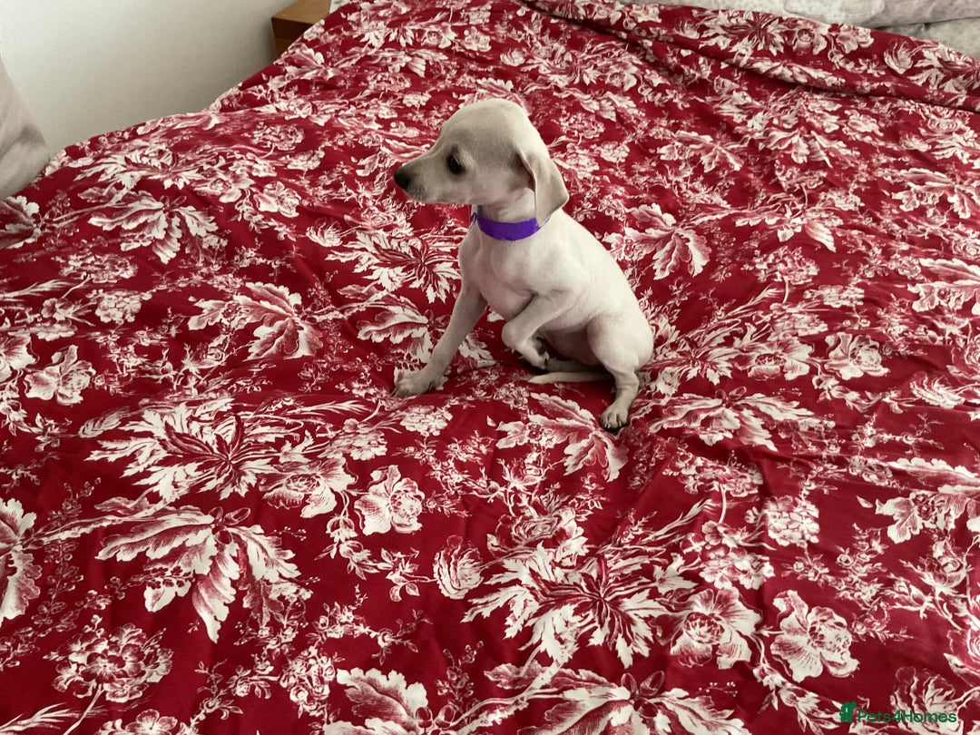 Italian Greyhound dogs for sale: Gorgeous Italian greyhound puppies  - Image 29