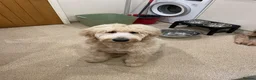 Goldendoodle dogs for stud: Goldendoodle for Stud - Advert 26