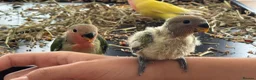 Lovebirds birds for sale: Beautiful, Hand-Raised Baby Lovebirds Ready Soon🦜 - Advert 2