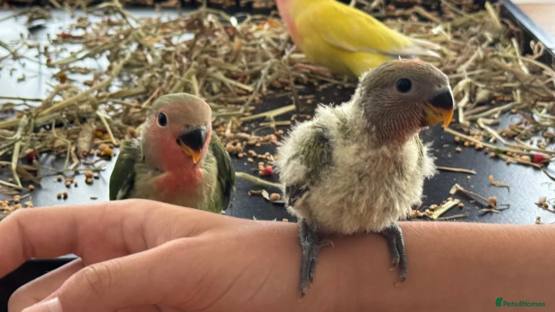 Lovebirds birds for sale: Beautiful, Hand-Raised Baby Lovebirds Ready Soon🦜 - Advert 2