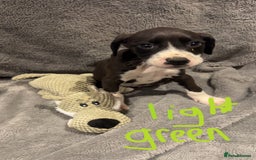 Mixed Breed dogs for sale: Dalmatianxboxer puppies  - Image 2