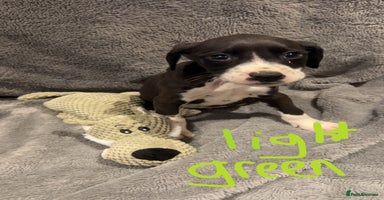 Mixed Breed dogs - Advert 13