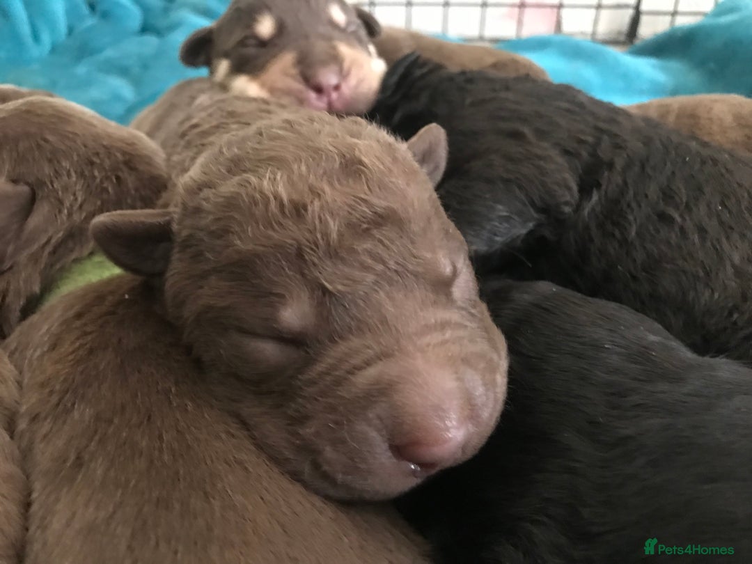 Mixed Breed dogs for sale: Beautiful puppies for sale  - Image 3