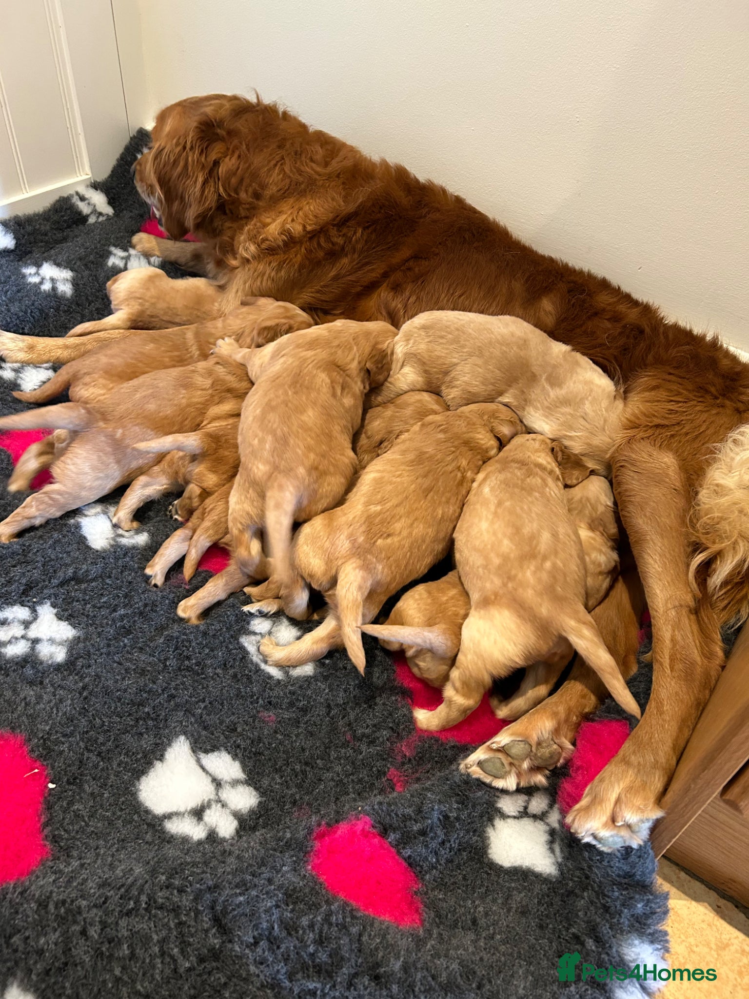 Golden Retriever dogs Beautiful kc reg golden retriever puppies  - Advert 2