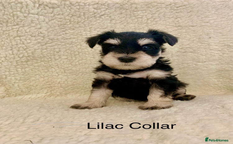Miniature Schnauzer dogs - Advert 1