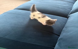 Mixed Breed cats for sale: 🐾 6 Kittens Looking for Forever Homes! 🐾 - Image 8