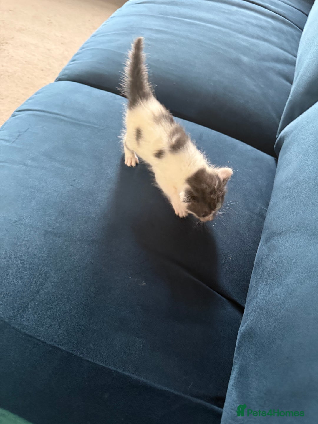 Mixed Breed cats for sale: 🐾 6 Kittens Looking for Forever Homes! 🐾 - Image 8