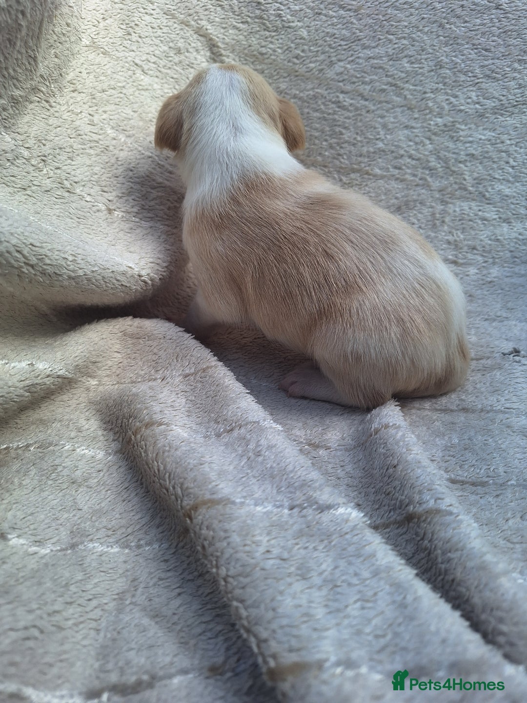 Mixed Breed dogs for sale: Spanish jack Russell (bodeguero) x border collie - Image 12
