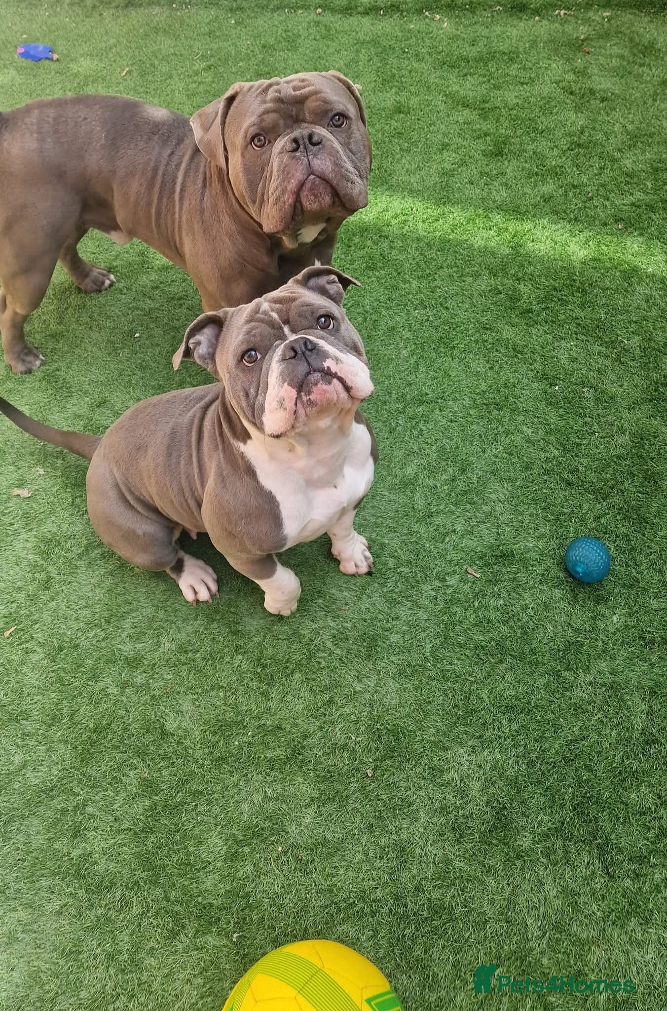 American Bully dogs Urgently seeking new home  - Advert 11