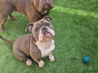 American Bully dogs - Advert 11