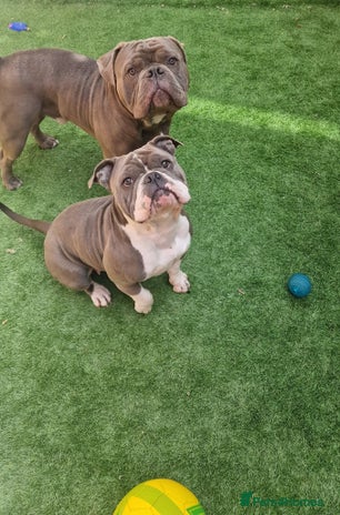 American Bully dogs - Advert 6