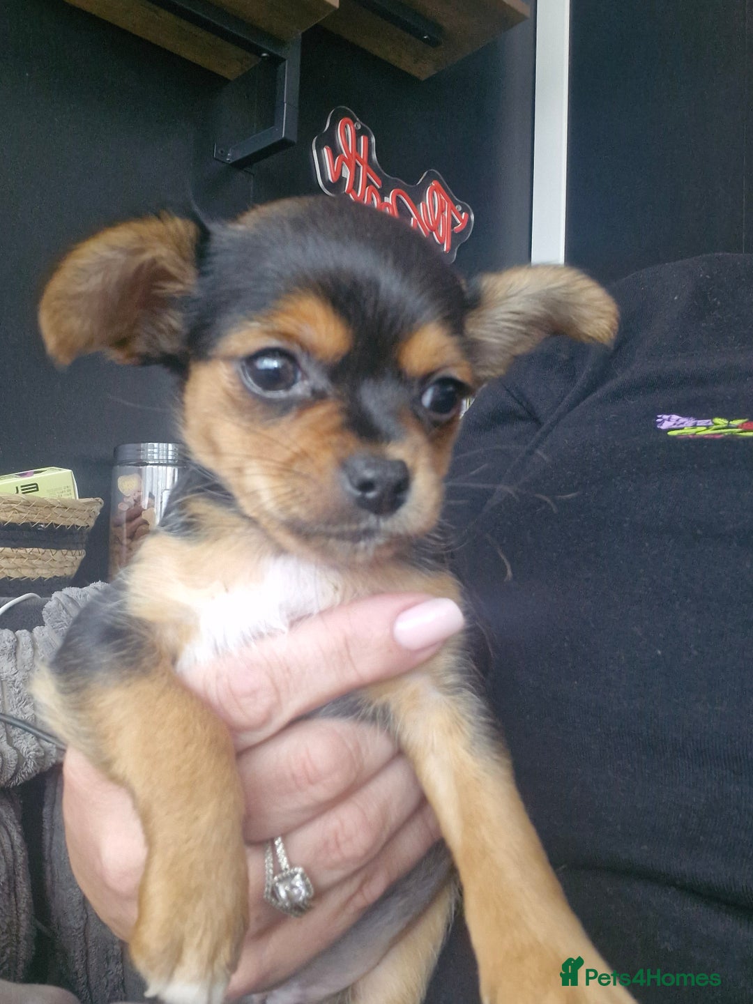 Animal Chiweenie Puppies For Sale Craigslist Chihuahua Dogs Teacup