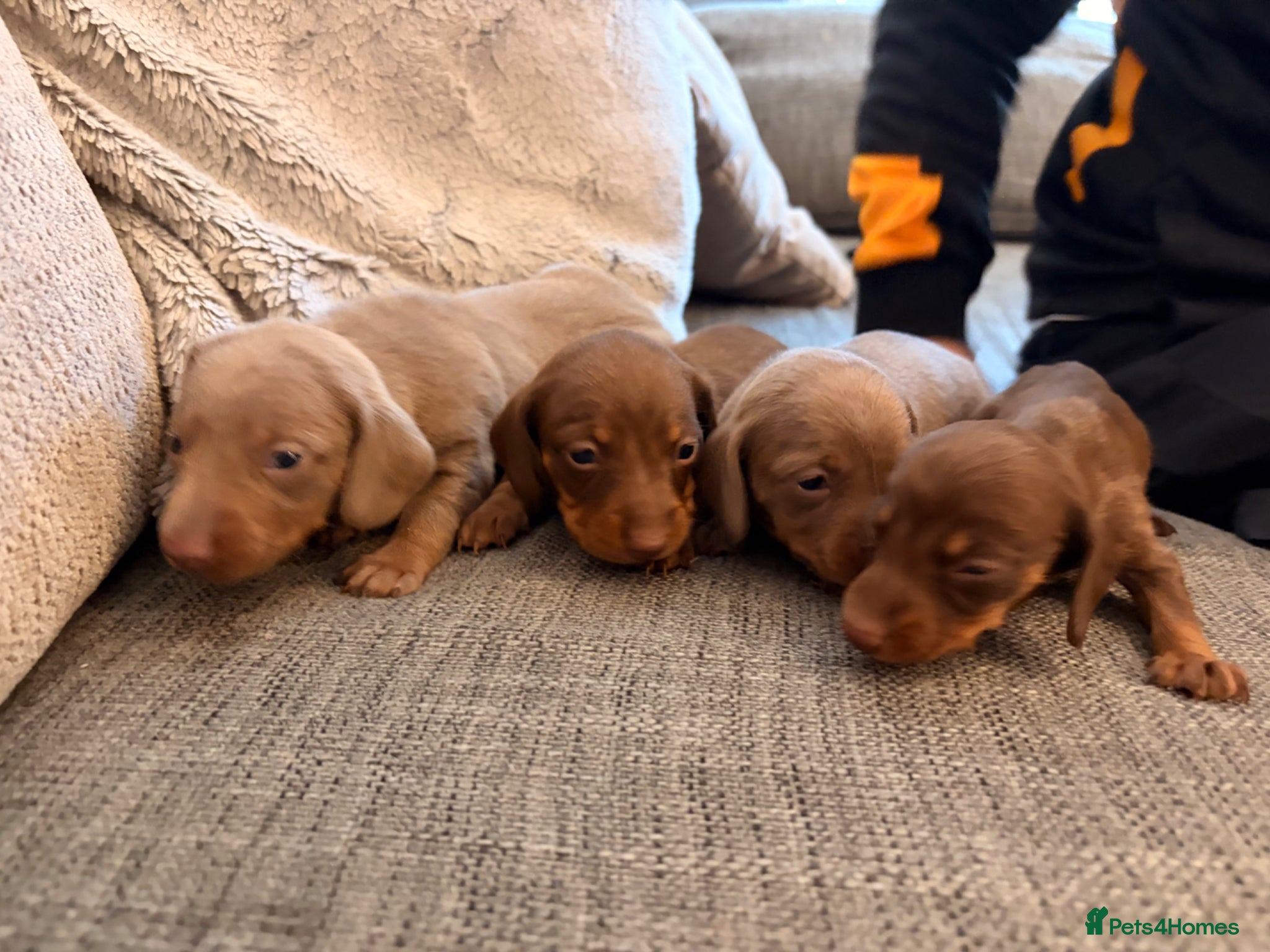 Miniature Dachshund dogs Beautiful miniature dachshund puppies - Advert 2
