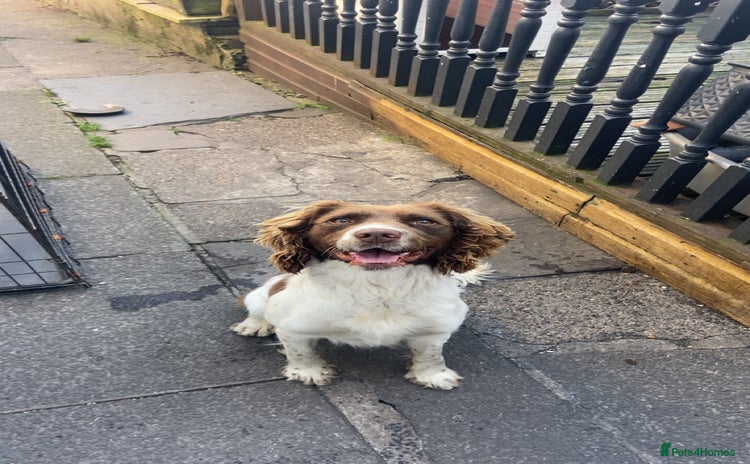 English Springer Spaniel dogs - Advert 7