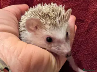 Pygmy Hedgehog rodents Happy babies - Advert 3