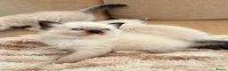 Ragdoll cats for sale: Beautiful Ragdoll kittens! in Fareham - Advert 27