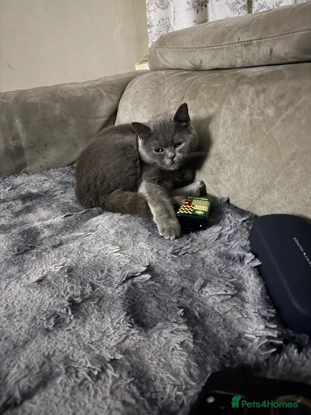 Mixed Breed cats for sale: 3 Black kittens in Wellingborough - Advert 1