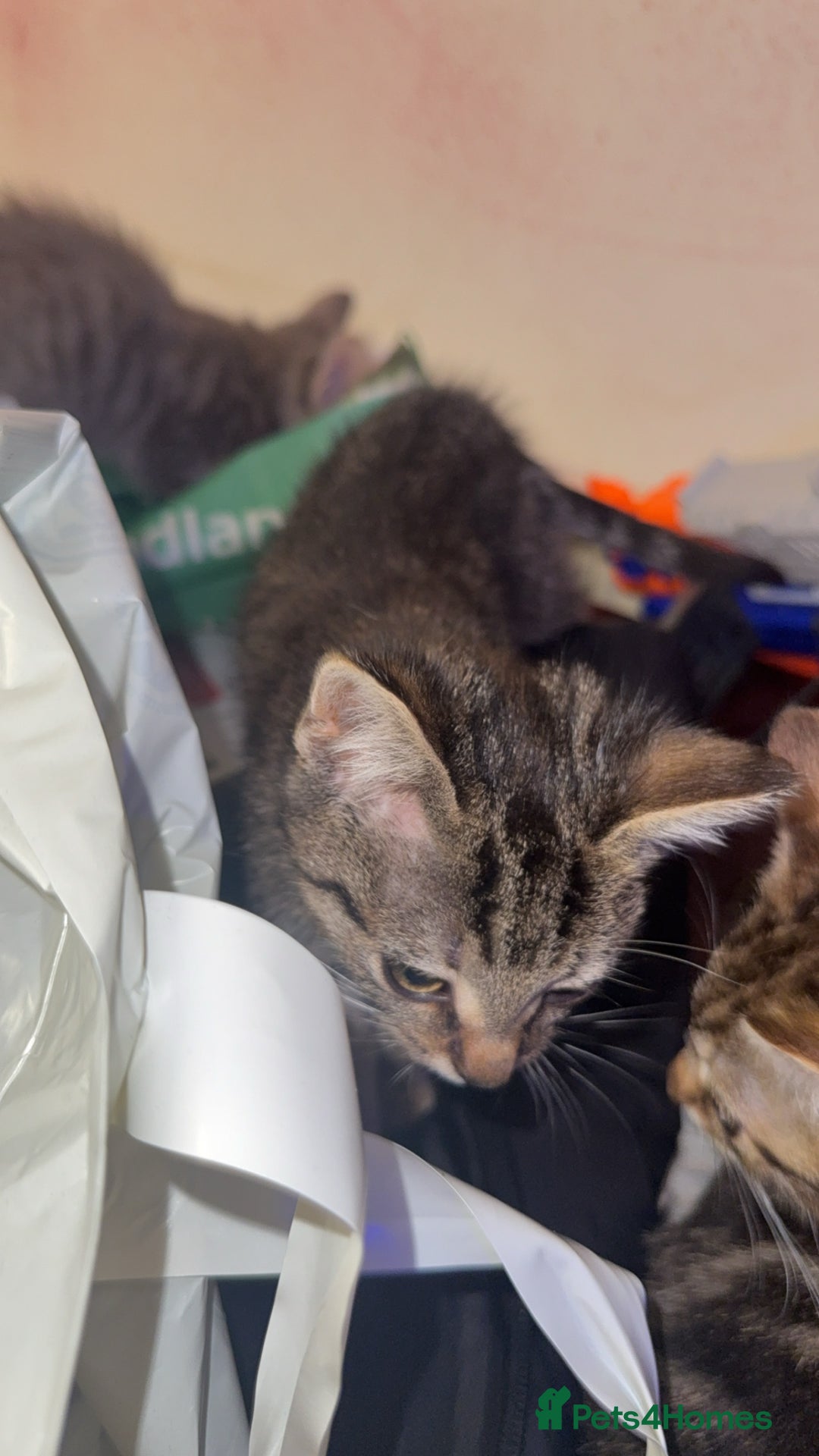 British Shorthair cats for sale: Tabby kittens  - Image 9