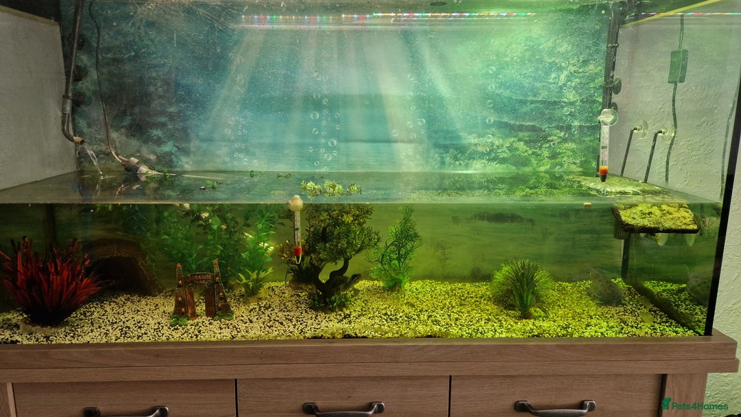 Turtle reptiles for sale: 2 musk turtles and tank - Image 8