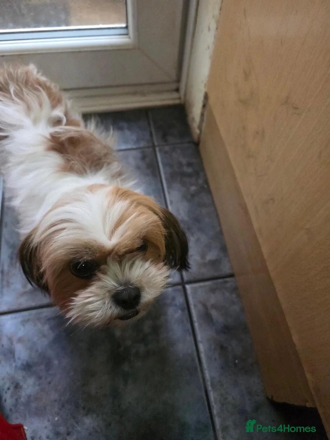 Mixed Breed dogs for sale: 3 bishon malthez  looking for new family  in Reading - Advert 1