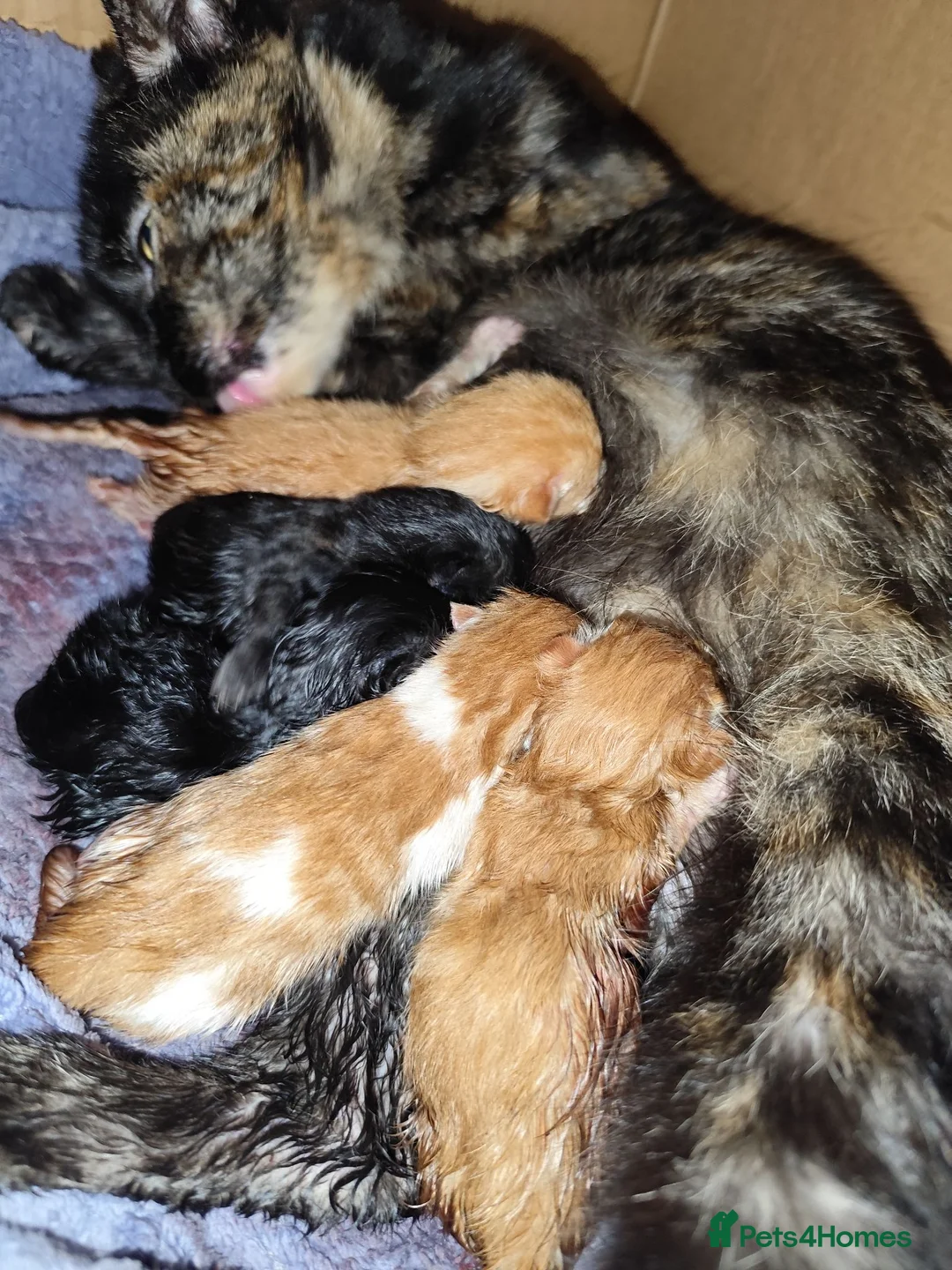 Mixed Breed cats for sale: Beautiful kittens looking for loving forever homes - Advert 2