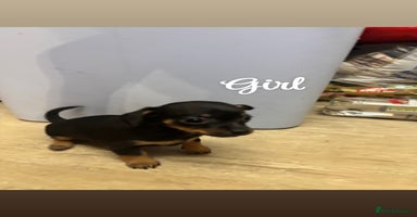 Chiweenie dogs - Advert 14