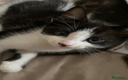 Mixed Breed cats for sale: 2 boys left!!need to leave asap!!! - Image 14
