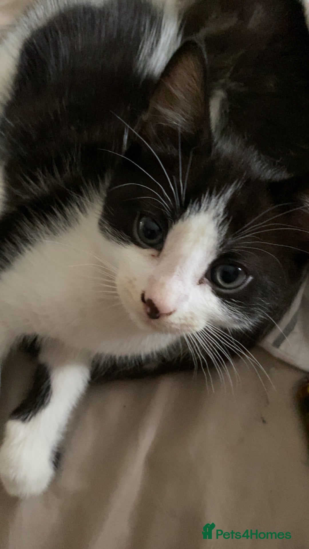 Mixed Breed cats for sale: 2 boys left!!need to leave asap!!! - Image 14